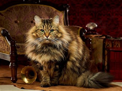 Сибирская кошка: описание породы, стандарты, характер
