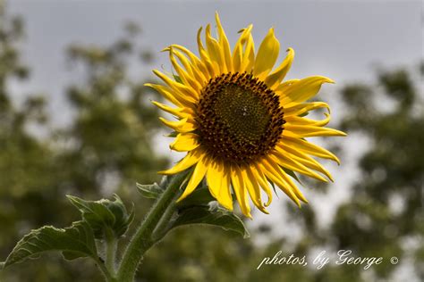 Whats Blooming Now Common Sunflower Helianthus Annuus L