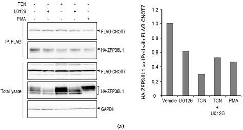 Triciribine Engages ZFP36L1 And HuR To Stabilize LDLR MRNA