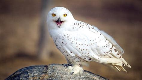 Virginians Watch Your Windows To Catch Glimpse Of Migrating Golden