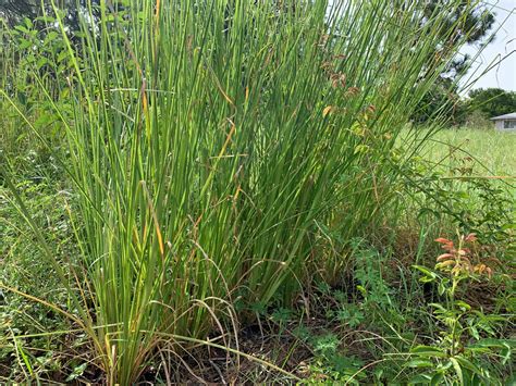 Vetiver Grass - Cody Cove Farm & Nursery