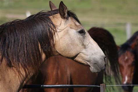 Snowy Mountain Horses stock image. Image of grass, field - 4801125