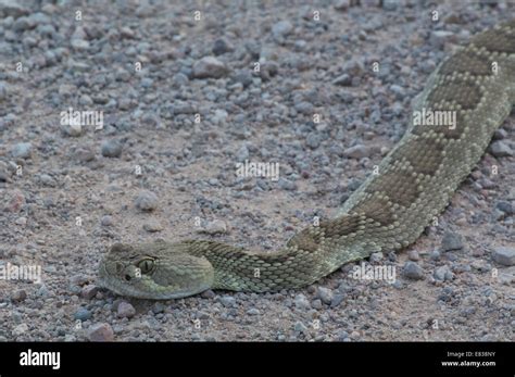 Northern Mohave Rattlesnake Crotalus Scutulatus Scutulatus Hi Res Stock