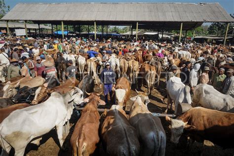 KENAIKAN HARGA SAPI JELANG IDUL ADHA ANTARA Foto