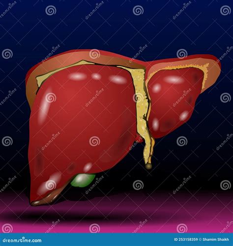 Liver Healthcare Science Medical Treatment Organ The Liver Is