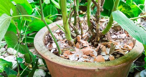 5 Ways To Use Eggshells For Plants