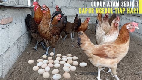 Raising Free Range Chickens Can Fulfill Daily Youtube