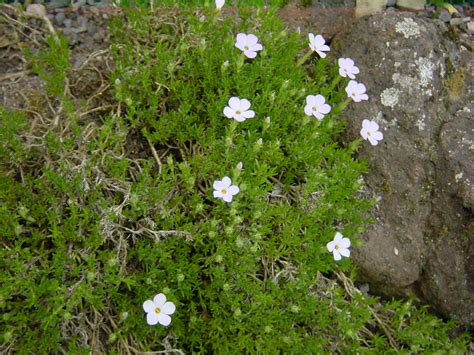 Phlox Douglasii White Admiral Plamenky Arboretum Paseka Mak U Pik U