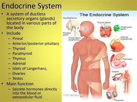 Ppt Endocrine System Powerpoint Presentation Free Download Id1158314 4e1