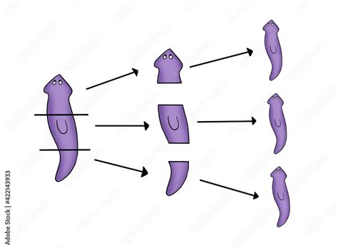 Planaria Proliferation By Regeneration When Planaria Is Divided Into