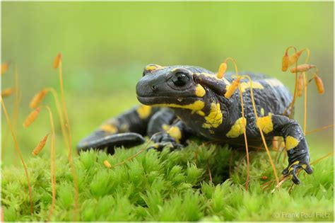 Salamandra salamandra #02 (Forum für Naturfotografen)