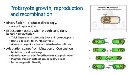 Prokaryotes Section Ppt Download