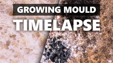 Time Lapse Of Bread Growing Mould Macro YouTube