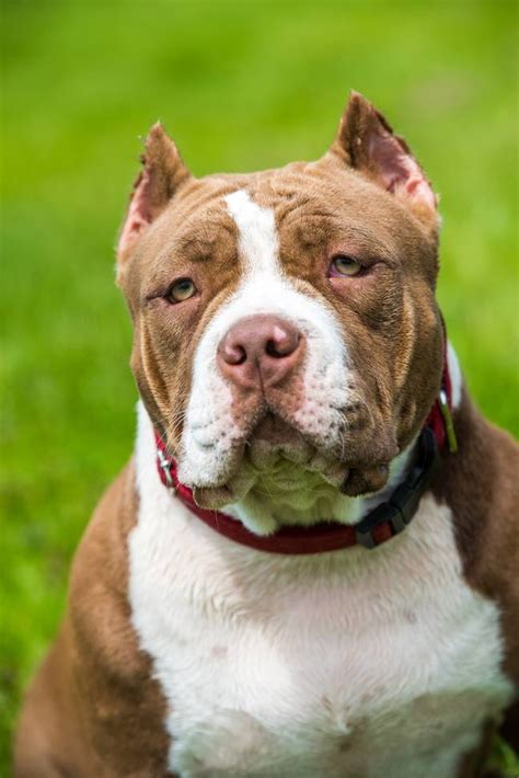 American XL bully dogs in the UK may descend from infamous Killer Kambo