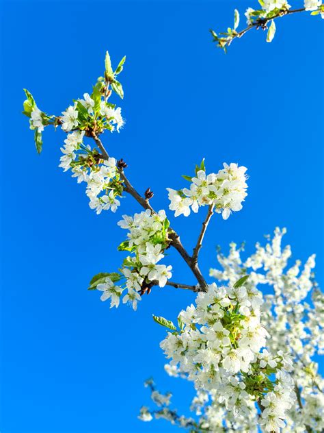 smallest flowering cherry tree 7