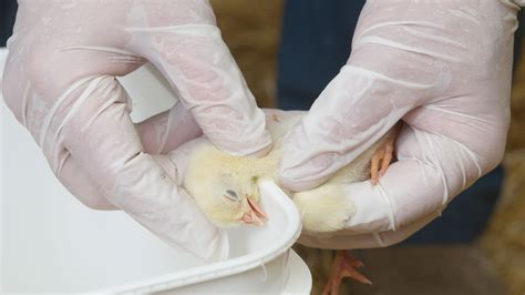 Mass Carcass Disposal Considerations Intro Poultry Industry Council