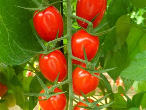 Tomate Santyplum F Ecol Gico Semillas Fitoagricola