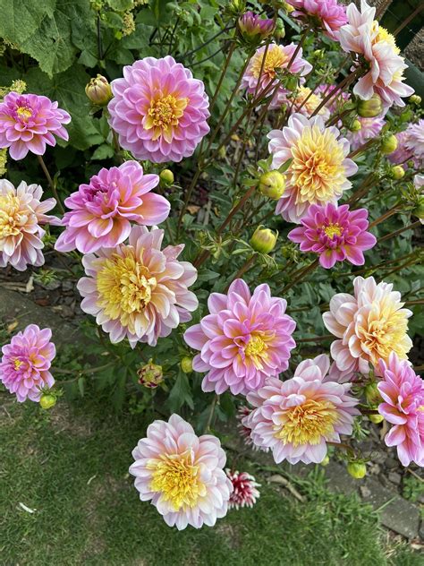Loving “lifestyle” dahlia this summer : r/gardening