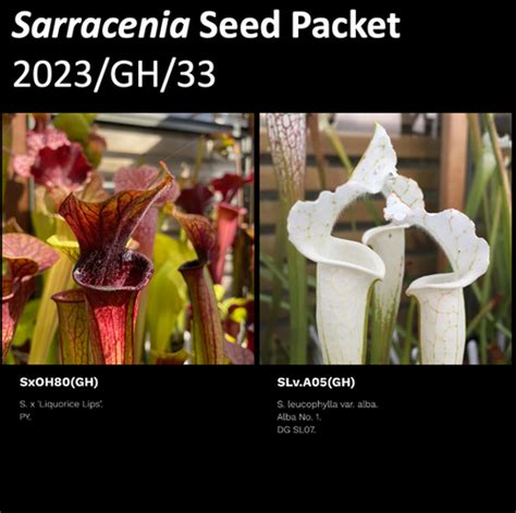 2023 GH 33 Sarracenia Seeds Mysite