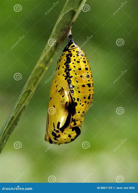 Butterfly Pupa Paper Kite Stock Image Image Of Natural Kite 8861129