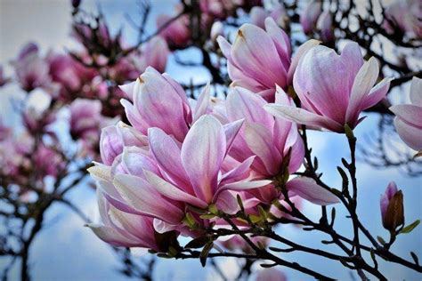 Magnolia Photos Types Soins Et Plantation En Plein Champ