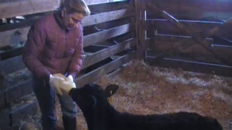 Bottle Feeding An Orphan Calf At Highview Angus Ranch Youtube