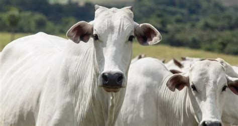 O trunfo que enche o bolso da Minerva BEEF3 e permite frigorífico