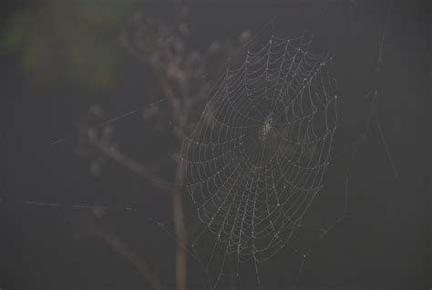 Spider Web Cobweb Nature Free Photo On Pixabay Pixabay