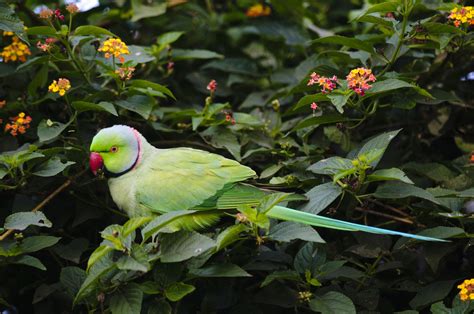 5 Fun Facts About Indian Ringneck Parakeets