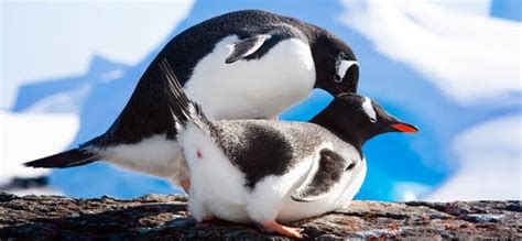 Anima Blog Una pareja gay de pingüinos adopta un polluelo en China