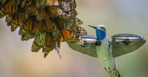 Watch a Breathtaking Monarch Butterfly Swarm | PBS SoCal