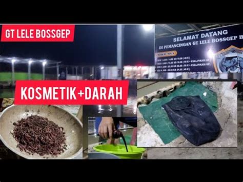 GALATAMA LELE COBA PAKE CACING KOSMETIK DAN DARAH GT LELE BOSSGEP