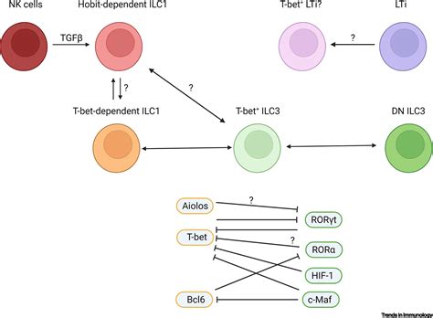 Transcription Factor Driven Regulation Of ILC1 And ILC3 Trends In