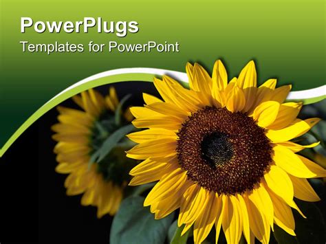 Sunflower Powerpoint Template