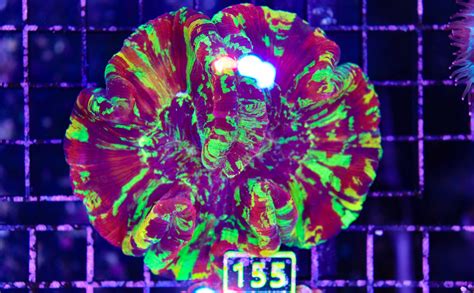 Rainbow Open Brain Coral Frag Box Corals