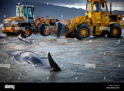 In 2009 pod false killer whales beached themselves mysteriously all ...