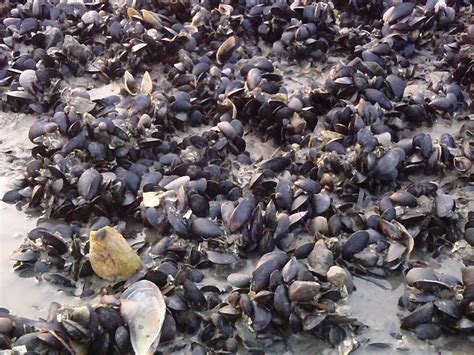 Harmful Algal Blooms and Citizen Monitoring – Frenchman Bay Partners