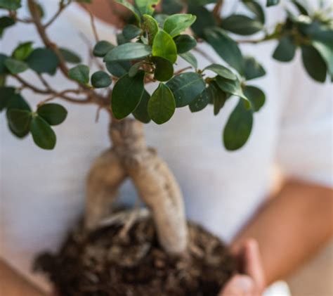 The Definitive Guide To Bonsai Tree Symbolism Bonsai Resource Center