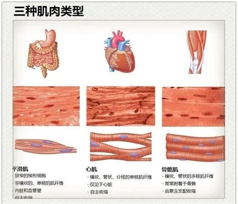 人體肌肉的分類和功能 每日頭條