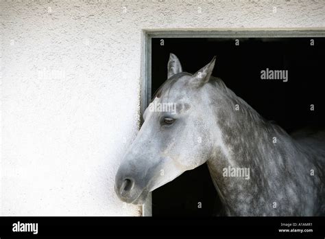 A grey appaloosa horse Stock Photo - Alamy