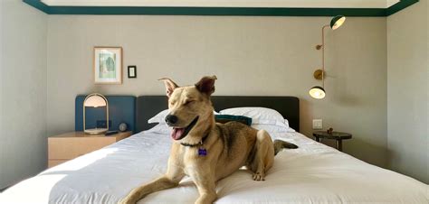 5 of the best pet-friendly hotels in Toronto for a paw-some getaway