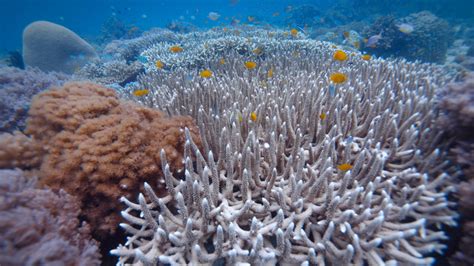 Bleached Coral Reefs Change Local Fish Communities - Giving Compass