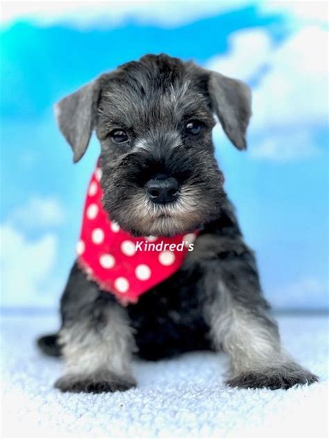 Kindreds Classic Schnauzers Miniature Schnauzer Puppies For Sale In Forney Tx Born On 09