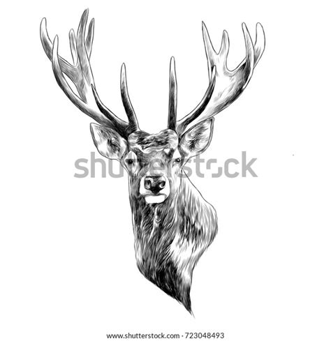 Best Elk Drawing Royalty-Free Images, Stock Photos & Pictures ...