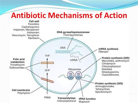 Antibiotics Cardiac Nursing, Pharmacology Nursing, Medical School, Nursing School, Microbiology ...