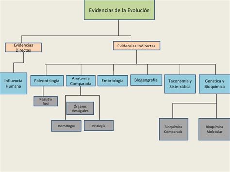 Evolución 1