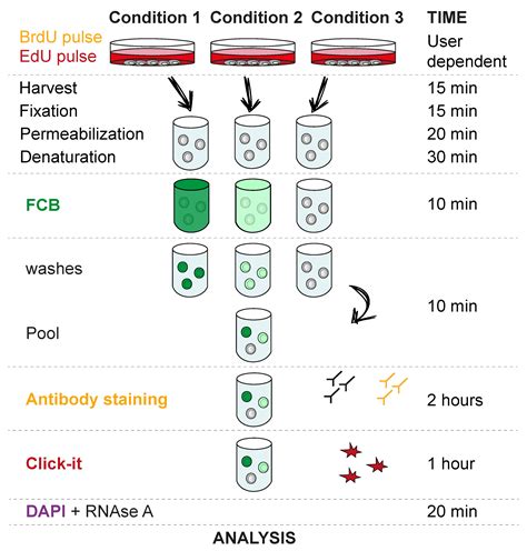 Mps Free Full Text Multiplex Cell Fate Tracking By Flow Cytometry