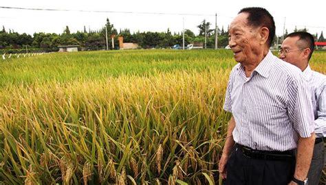 袁隆平：三年内让海水杂交稻亩产突破300公斤袁隆平杂交水稻新浪科技新浪网