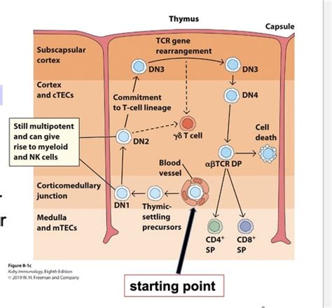 Chapter 8: T cell development Flashcards | Quizlet