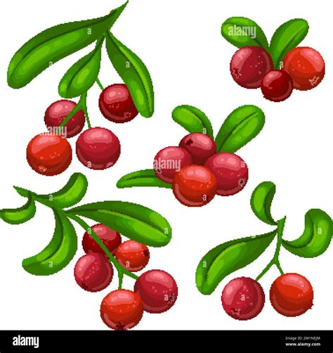 Cranberry Berry Food Set Cartoon Vector Illustration Stock Vector Image